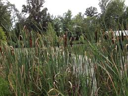 Image result for Typhaceae