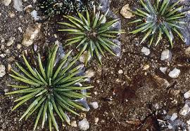 Image result for Isoetaceae