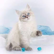 The parents are carefully selected in the cattery. Cattery Of Siberian And Neva Masquerade Cats Koenig Glance