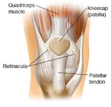 To better understand knee ligaments and injuries associated with the knee, one must understand the structures and anatomy of the knee. The Kneecap Patella And Knee Joint