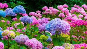 The big, rounded flower clusters make handsome dried arrangements. With Some Care Hydrangeas Can Be The Most Beautiful Flower In Your Garden