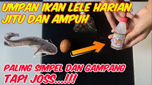 Jangan lupa berlangganan dan bagikan video ini dengan teman memancing anda. Makanan Kesukaan Ikan Lele Putih Ikan Lele Dumbo Dan 4 Lele Yang Terkenal Di Nusantara Jevt Online