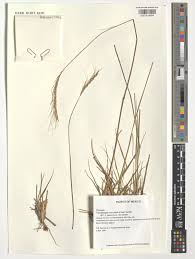 Image result for Trachypogon