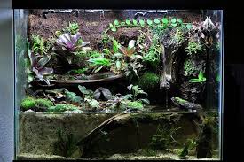 Caiman Lizard Enclosure Caiman Lizard Fish Tank Aquarium Fish