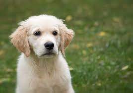 The average size of a goldador litter is five to 10 puppies. Goldador A Golden Retriever Labrador Mix Labrottie Com