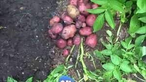 Sep 18, 2015 · keep soil over the potatoes to prevent sunlight from turning them green. Potato Harvest Part 1 Red Potatoes Youtube