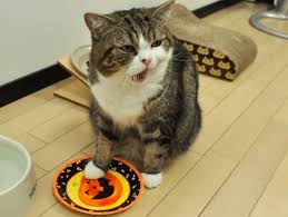 This Is Why Cats Raise Their Tail When They Walk I Had No Idea Cats Cat Body Maru