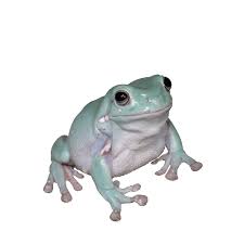 The white's tree frog is from northeast australia, new guinea, indonesia and the torres straits. White S Tree Frog