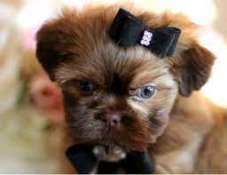 South florida for sale puppies. Free Shih Tzu Puppies In Florida Pets Lovers