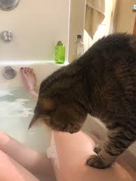 I farted so he jumped in the bath to figure out where the bubbles came from  : rfunny