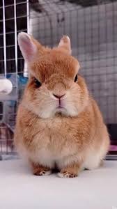 Angry Rabbit: The Cutest Funny Bunny Moments