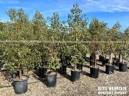 Image result for Brachychiton populneus