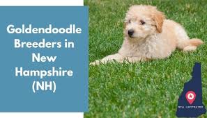 Check spelling or type a new query. 5 Goldendoodle Breeders In New Hampshire Nh Goldendoodle Puppies For Sale Animalfate