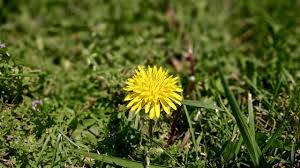 Localised plants can be hand weeded like daisies. Lawn Weed Control How To Kill Weeds Without Killing Your Grass
