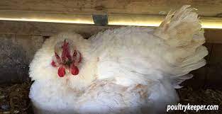 If you can react within a day or two of her sitting, she should go back to being a normal hen within a couple of days and start laying again after a week. How To Stop A Broody Hen