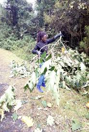 Image result for Bothriocline nyungwensis