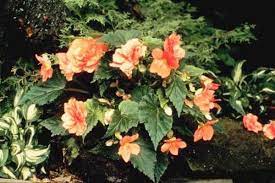 Cultural Problems On Begonias Tuberous Begonia Begonia Plants
