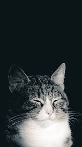 Free kucing wallpapers and kucing backgrounds for your computer desktop. Pin Oleh Design Studio Di C Wallpaper Kucing Binatang Hewan