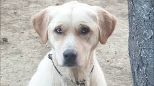 Pet Okulu Yetiskin Labrador Retriever Egitimi Youtube
