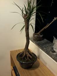 Bonsai Arte On Twitter Dracaenamarginata Dracena Originariadaafrica Quasequatroanos Neagari Raizesaereas Raizesexpostas Bonsai Bonsaiearte Casacor Aovivoemuitomaisbonita R 149 00 Https T Co Qxnqcbcaan Twitter