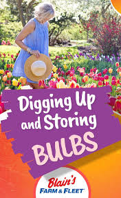 Digging Up And Storing Bulbs Blain S Farm Fleet Blog Winter Lawn Care Winter Lawn Dig