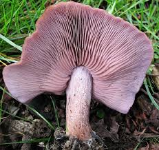 Pin On Fungi