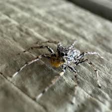 Image result for Disperis sp. nov. aff. macowanii