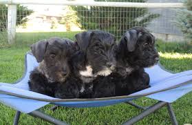 Image result for ČESKÝ TERIÉR