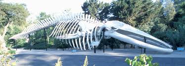 Image result for skeleton of whale