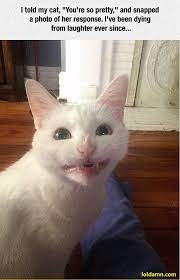 Funniest Cat Smile Responses To You Re So Pretty Funny Cat Pictures Funny Animal Pictures Funny Animals