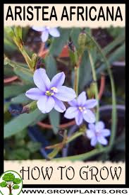 Image result for Aristea