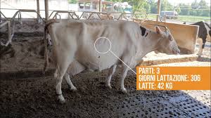 Latte biologico di origine animale. Vacche Da Latte Frisona Primi Nelle Classifiche Apa I Risultati Dell Allevamento Palazzina Youtube