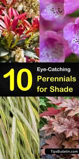 There are several flowers that grow well in shade like perennials that bloom in spring time and die after but do not we have listed some of the perennial flowers and plants you can choose from and start growing in your own shady garden this. 50 Perennials 10 Eye Catching Perennials For Shade Learn Which Drought Tolerant Floweri In 2020 Drought Tolerant Perennials Shade Perennials Part Shade Perennials