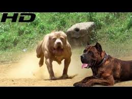 Pitbull Terrier Mi Presa Canario Mu Kopek Dovusleri Ve Kopek Kavgasi Hakkinda Youtube