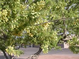 Image result for Cordia senegalensis