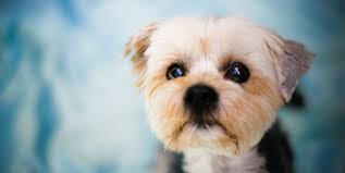 Gather some paper towels and scrape the gunk onto cardboard or a clean plastic dustpan. Feces Stain Removal How To Remove Poop Stains