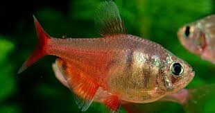 Flame Tetra Color Tetra Fish Aquarium Fish Freshwater Aquarium Fish