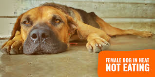 We did not find results for: Female Dog In Heat Not Eating Breeding Business