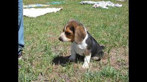 Find beagle in pets | find or rehome a dog, cat, bird, horse and more on kijiji: Buy A Pocket Beagle Puppy Tiny Beagles Akc Cute For Sale Youtube