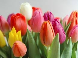 Dici tulipani e pensi all'olanda, o dici olanda e pensi ai tulipani.i paesi bassi e i delicati fiori dalle mille sfumature sono un binomio inscindibile da secoli.ma non da sempre: Tulipani Olandesi Bulbi Caratteristiche Dei Tulipani Olandesi