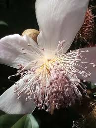 Image result for Bixa orellana