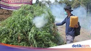 Jangan lupa subscribe karena subscribe itu gratis video di channel ini bermaksud sebagai media dakwah, selaku penyambung. 5 Hektare Ladang Ganja Dimusnahkan Di Sumut 5 Tersangka Ditangkap
