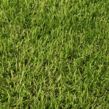 Other short varieties, like dwarf fescue grass, can be good when seeded in a lawn area. Hard Fescue Seeds And Cereals