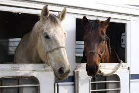 Racv trailer insurance provides cover for collision damage or loss caused by natural events like bushfire, floor or storm, malicious damage or theft, or a collision on the road. Horse Trailer Insurance Do You Really Need It Southeast Financial