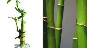Why Are Lucky Bamboo Plant Leaves Turning Yellow All About Lucky Bamboo Plant Plant Leaves Turning Yellow Lucky Bamboo Plants Plant Leaves