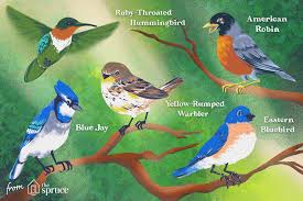 See the image below to understand what i mean: 15 Most Popular North American Bird Species