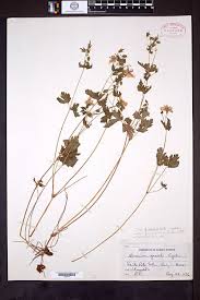 Image result for Geranium aculeolatum