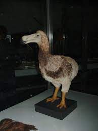 Check spelling or type a new query. Dodo Bird Facts And Pictures