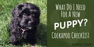 Our puppies are unsurpassed for the perfect family pet! What Do I Need For A New Puppy Cockapoo Checklist Cockapoo Corner
