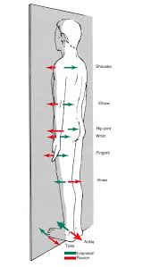 Maybe you would like to learn more about one of these? Muscle Function Planes Of Movement How Muscles Work Strong Links Fitness
